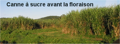 canne � sucre